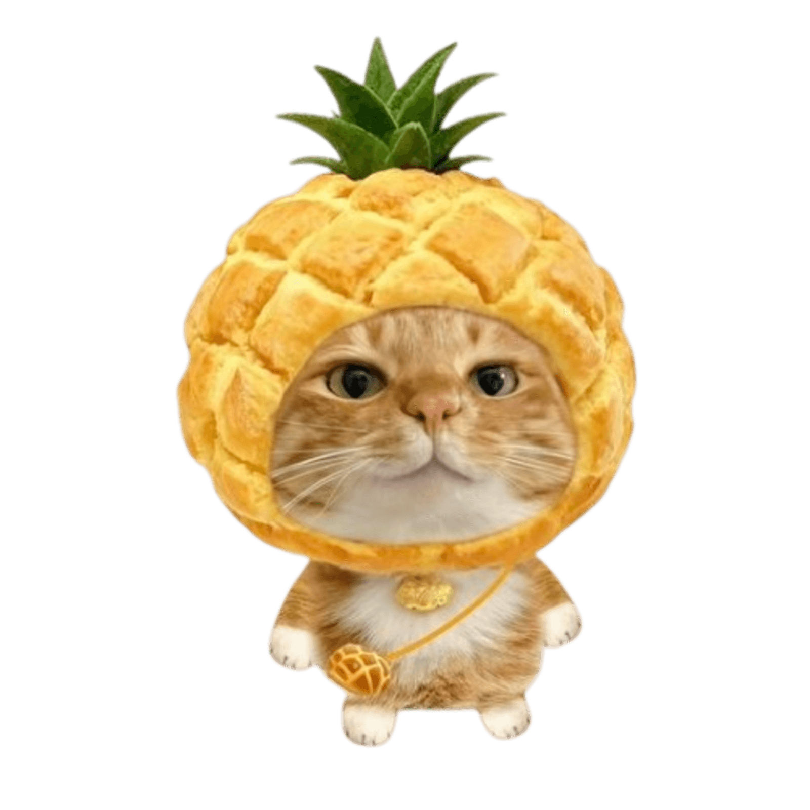 Special Apology preview